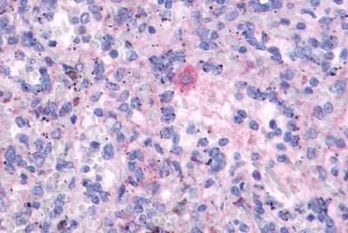 Anti-FPR3 antibody used in IHC (Paraffin sections) (IHC-P). GTX70661