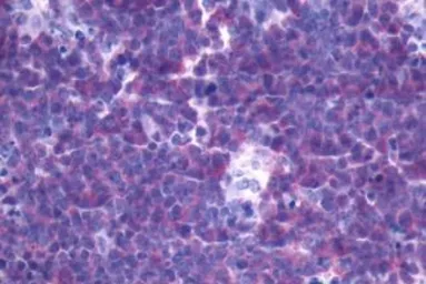 Anti-FPR3 antibody used in IHC (Paraffin sections) (IHC-P). GTX70661