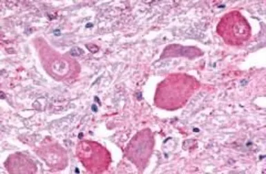 Anti-GALR2 antibody used in IHC (Paraffin sections) (IHC-P). GTX70681