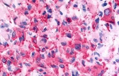Anti-GALR2 antibody used in IHC (Paraffin sections) (IHC-P). GTX70681