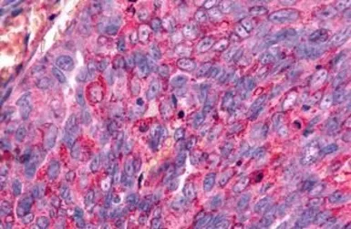 Anti-GALR2 antibody used in IHC (Paraffin sections) (IHC-P). GTX70681