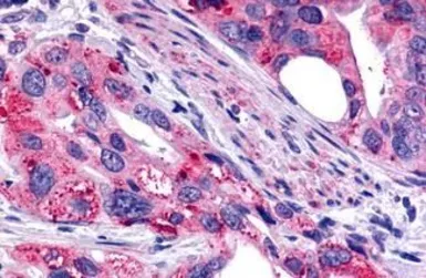 Anti-GALR2 antibody used in IHC (Paraffin sections) (IHC-P). GTX70681