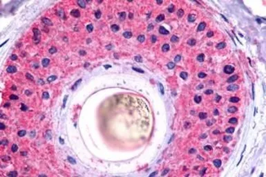 Anti-GALR2 antibody used in IHC (Paraffin sections) (IHC-P). GTX70681