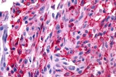 Anti-GALR2 antibody used in IHC (Paraffin sections) (IHC-P). GTX70681