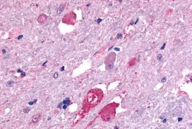 Anti-GALR2 antibody used in IHC (Paraffin sections) (IHC-P). GTX70681