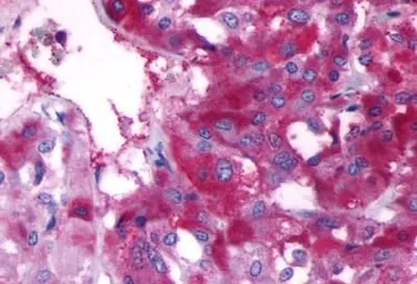 Anti-beta 3 Adrenergic Receptor antibody used in IHC (Paraffin sections) (IHC-P). GTX70685