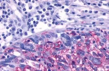 Anti-beta 3 Adrenergic Receptor antibody used in IHC (Paraffin sections) (IHC-P). GTX70685