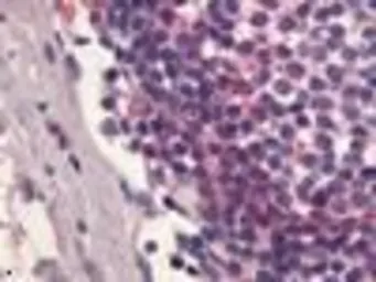 Anti-S1PR4 antibody used in IHC (Paraffin sections) (IHC-P). GTX70701