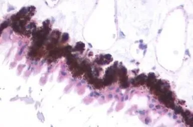 Anti-MT2 antibody used in IHC (Paraffin sections) (IHC-P). GTX70721