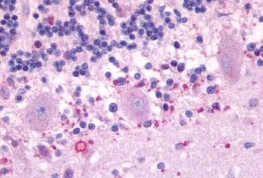 Anti-MT2 antibody used in IHC (Paraffin sections) (IHC-P). GTX70721