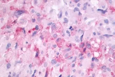 Anti-MT2 antibody used in IHC (Paraffin sections) (IHC-P). GTX70721