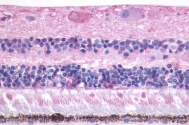Anti-MT2 antibody used in IHC (Paraffin sections) (IHC-P). GTX70721