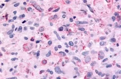 Anti-MT2 antibody used in IHC (Paraffin sections) (IHC-P). GTX70723