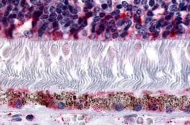 Anti-MT2 antibody used in IHC (Paraffin sections) (IHC-P). GTX70723