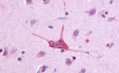 Anti-CD97 antibody used in IHC (Paraffin sections) (IHC-P). GTX70829