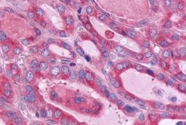 Anti-CD97 antibody used in IHC (Paraffin sections) (IHC-P). GTX70829