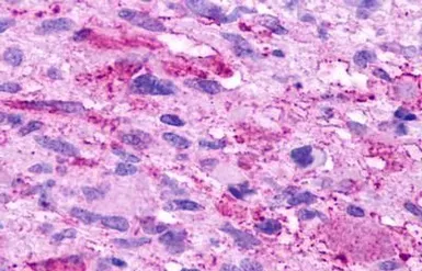 Anti-GPR84 antibody used in IHC (Paraffin sections) (IHC-P). GTX70843