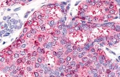 Anti-HNF4 gamma antibody used in IHC (Paraffin sections) (IHC-P). GTX70879