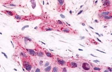 Anti-HNF4 gamma antibody used in IHC (Paraffin sections) (IHC-P). GTX70879