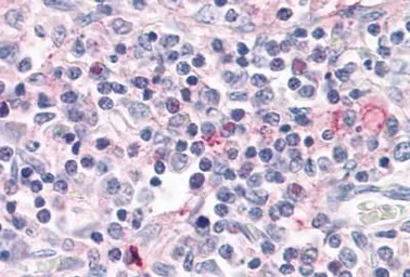 Anti-ROR gamma antibody used in IHC (Paraffin sections) (IHC-P). GTX70887