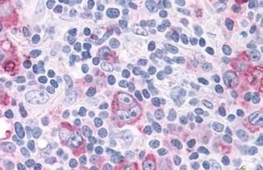 Anti-ROR gamma antibody used in IHC (Paraffin sections) (IHC-P). GTX70887