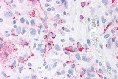 Anti-ROR gamma antibody used in IHC (Paraffin sections) (IHC-P). GTX70887
