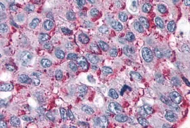 Anti-ROR gamma antibody used in IHC (Paraffin sections) (IHC-P). GTX70887
