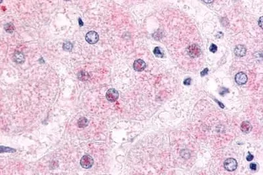 Anti-NR0B2 antibody used in IHC (Paraffin sections) (IHC-P). GTX70897
