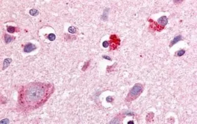Anti-ROR beta antibody used in IHC (Paraffin sections) (IHC-P). GTX70903