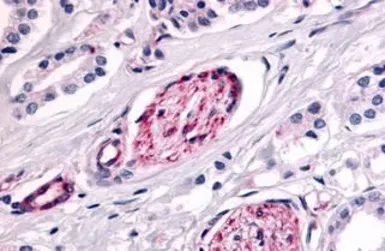 Anti-PTPRE antibody used in IHC (Paraffin sections) (IHC-P). GTX70949