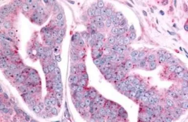 Anti-PTPRE antibody used in IHC (Paraffin sections) (IHC-P). GTX70949