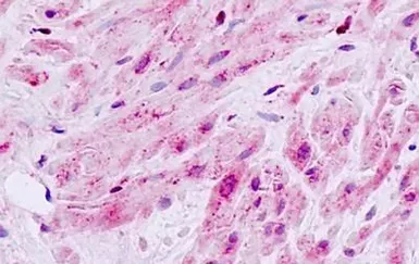 Anti-MLK1 antibody used in IHC (Paraffin sections) (IHC-P). GTX70965