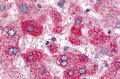 Anti-SGK2 antibody used in IHC (Paraffin sections) (IHC-P). GTX70977