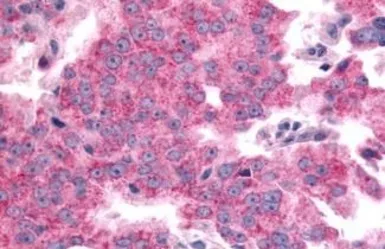 Anti-SGK2 antibody used in IHC (Paraffin sections) (IHC-P). GTX70977