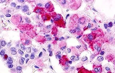 Anti-GPR12 antibody used in IHC (Paraffin sections) (IHC-P). GTX70989