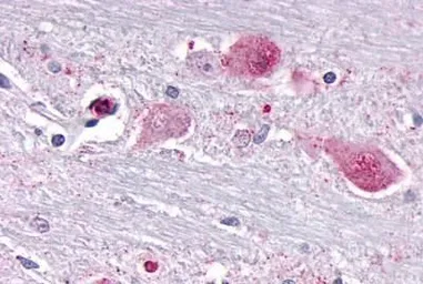 Anti-NR1D1 antibody used in IHC (Paraffin sections) (IHC-P). GTX70995