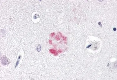 Anti-NR1D1 antibody used in IHC (Paraffin sections) (IHC-P). GTX70995