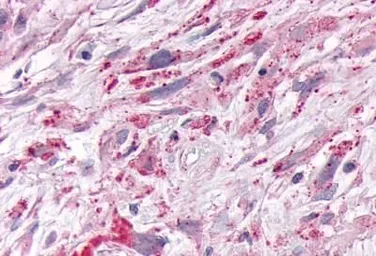 Anti-NR1D1 antibody used in IHC (Paraffin sections) (IHC-P). GTX70995