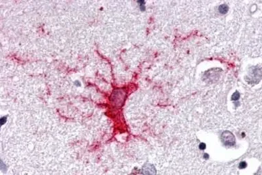 Anti-NR1D1 antibody used in IHC (Paraffin sections) (IHC-P). GTX70995