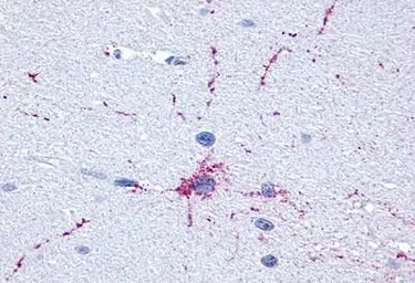 Anti-mGluR8 antibody used in IHC (Paraffin sections) (IHC-P). GTX71001