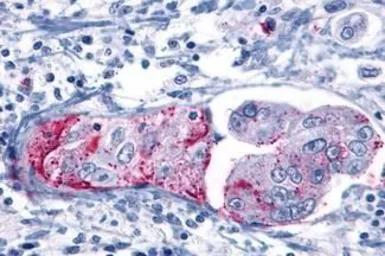 Anti-mGluR8 antibody used in IHC (Paraffin sections) (IHC-P). GTX71001