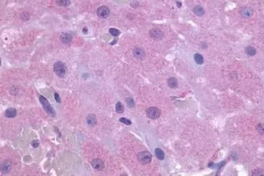 Anti-PTGFR antibody used in IHC (Paraffin sections) (IHC-P). GTX71101