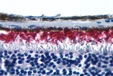 Anti-Rhodopsin antibody used in IHC (Paraffin sections) (IHC-P). GTX71103