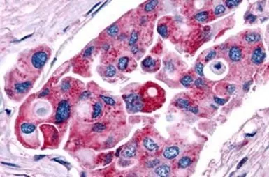 Anti-TRH Receptor antibody used in IHC (Paraffin sections) (IHC-P). GTX71137