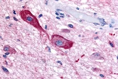 Anti-TRH Receptor antibody used in IHC (Paraffin sections) (IHC-P). GTX71137
