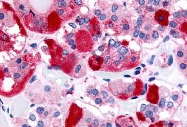 Anti-TRH Receptor antibody used in IHC (Paraffin sections) (IHC-P). GTX71137