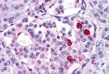 Anti-GIPR antibody used in IHC (Paraffin sections) (IHC-P). GTX71149