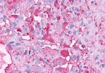 Anti-GPR37 antibody used in IHC (Paraffin sections) (IHC-P). GTX71159