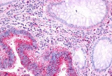 Anti-GPR37 antibody used in IHC (Paraffin sections) (IHC-P). GTX71159