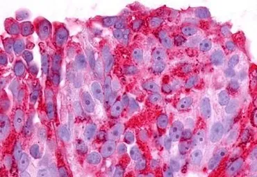 Anti-GPR37 antibody used in IHC (Paraffin sections) (IHC-P). GTX71159